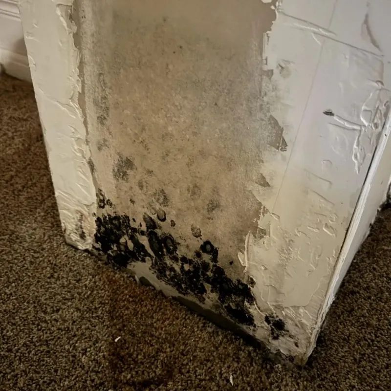 Professional Mold Removal in Lucerne Valley, CA